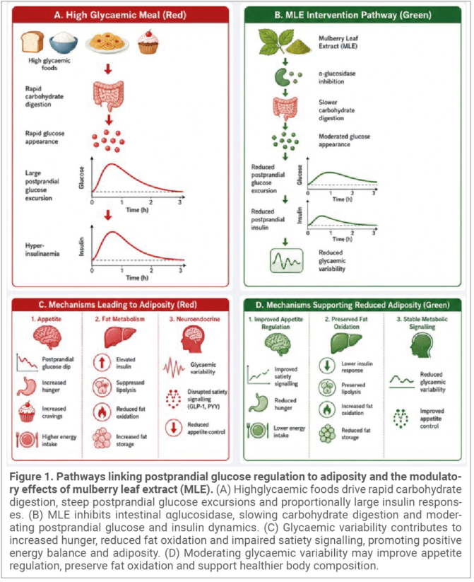 Pathways linking postprandial glucose regulation to adiposity and the modulatory effects of mulberry leaf extract (MLE).