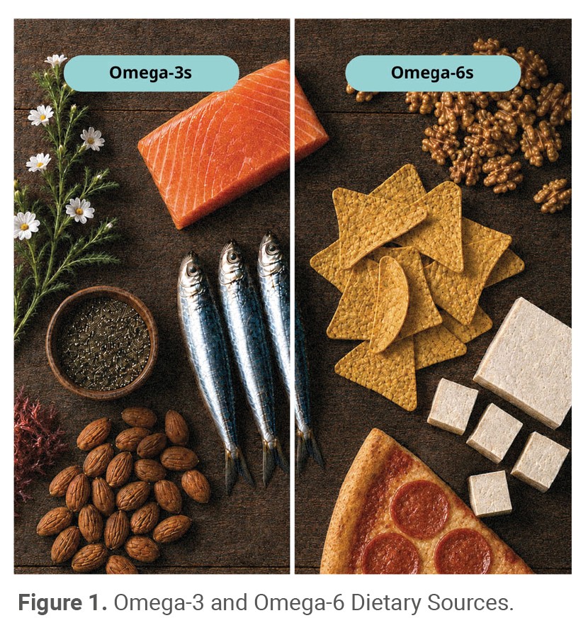 Omega-3 and Omega-6 Dietary Sources.