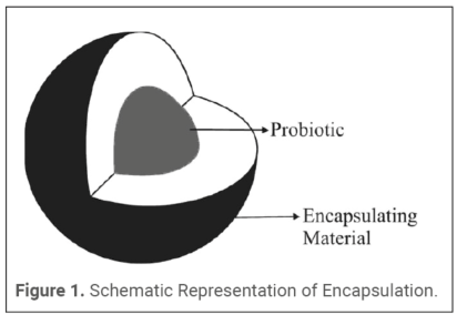 Figure 1. Schematic Representation of Encapsulation.
