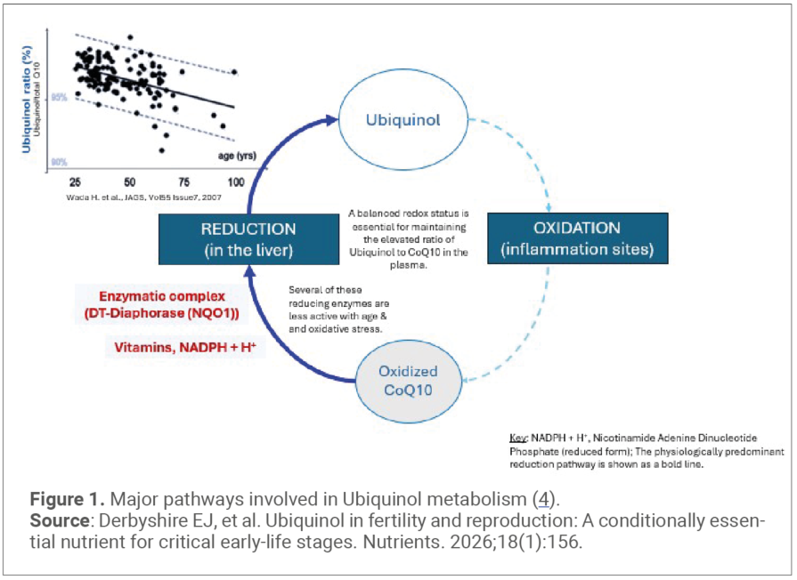 Major pathways involved in Ubiquinol metabolism (4).